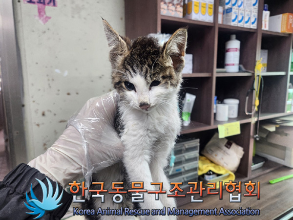 한국동물구조관리협회_441414202401004
